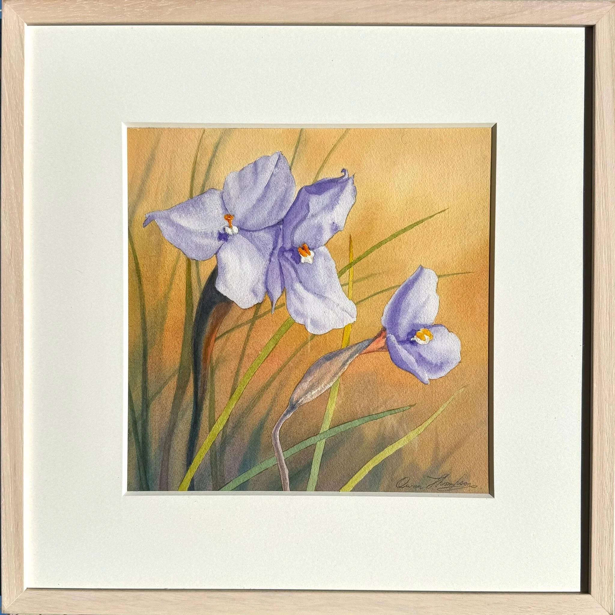 Owen Thompson | Native Iris