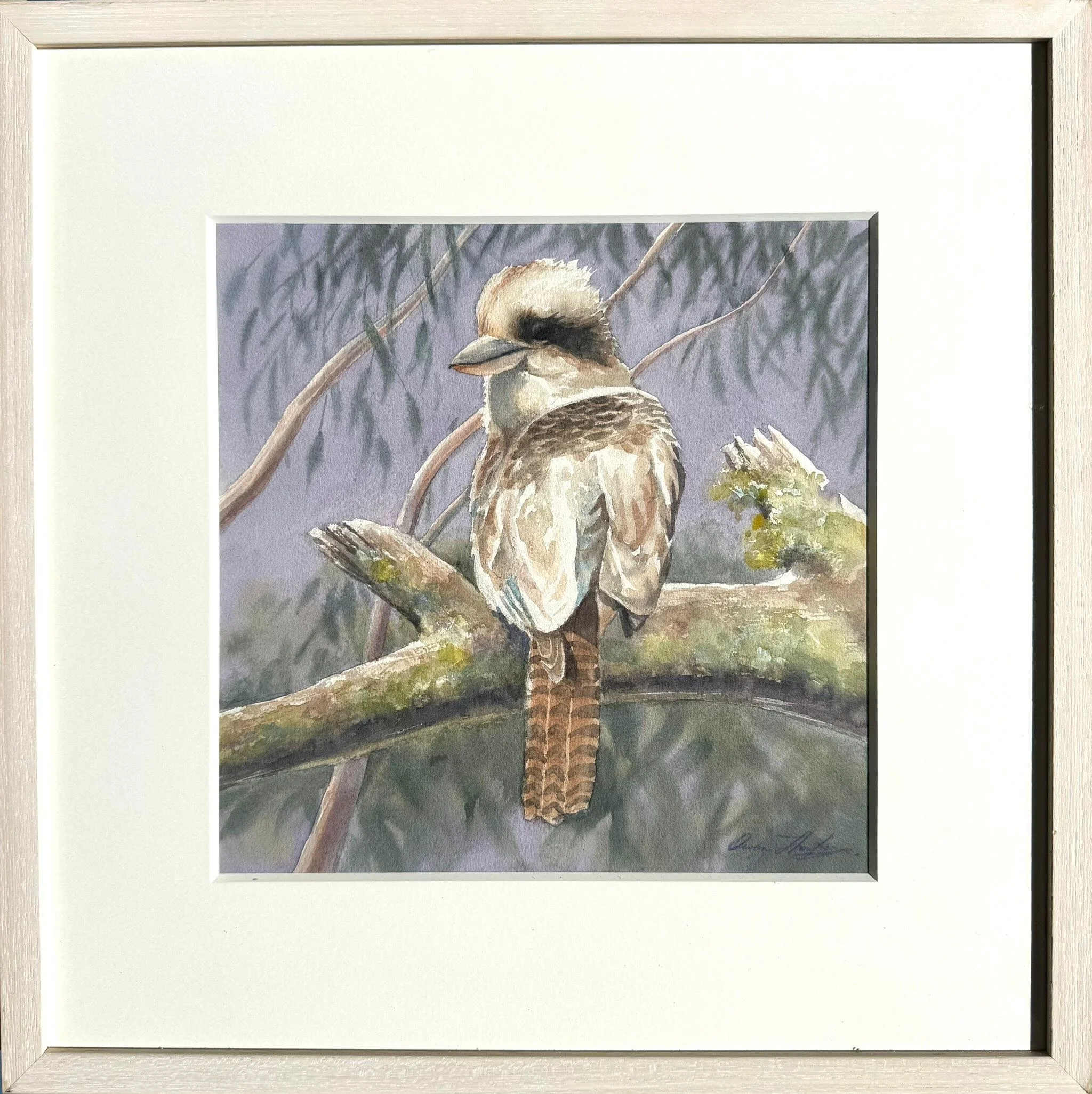 Owen Thompson | Curious Kookaburra