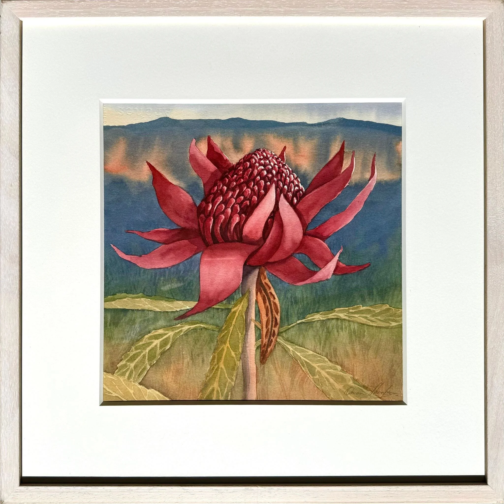Owen Thompson | Red Waratah, Blue Mountains