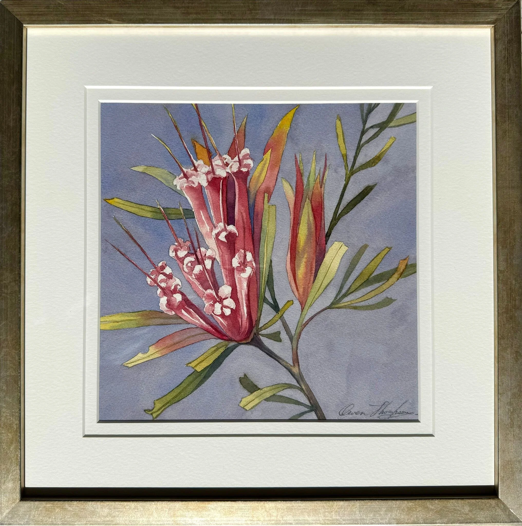 Owen Thompson | Mountain Devil - Lambertia Formosa