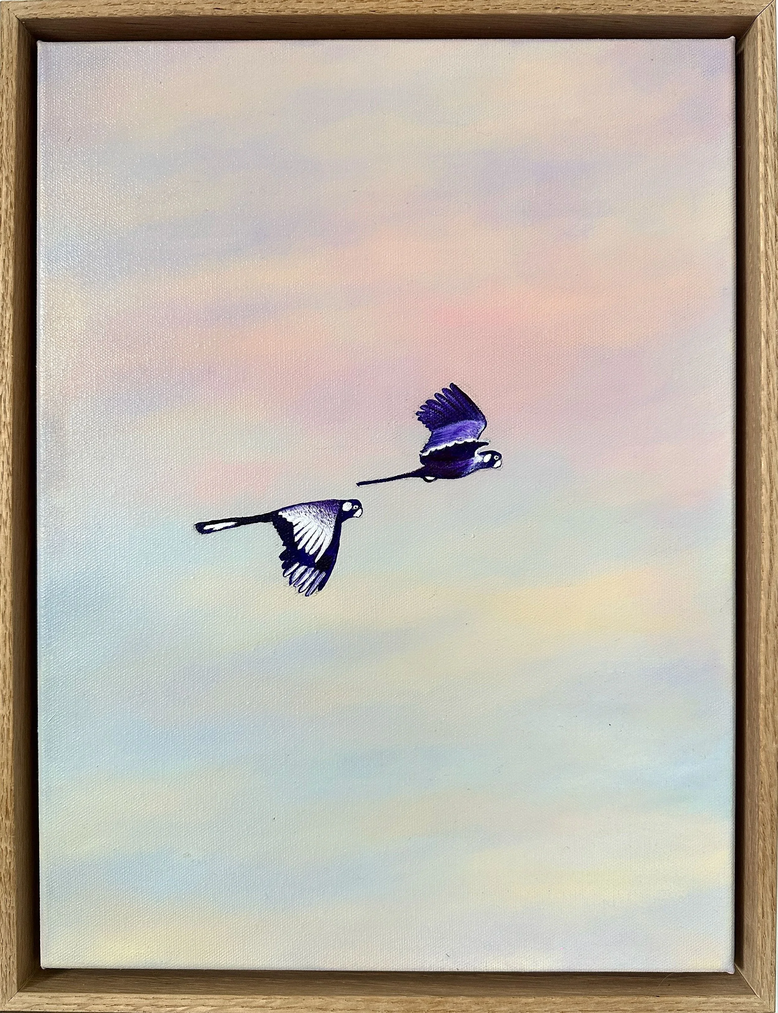 Olivia Shimeld | Black Cockatoos Blackheath 1