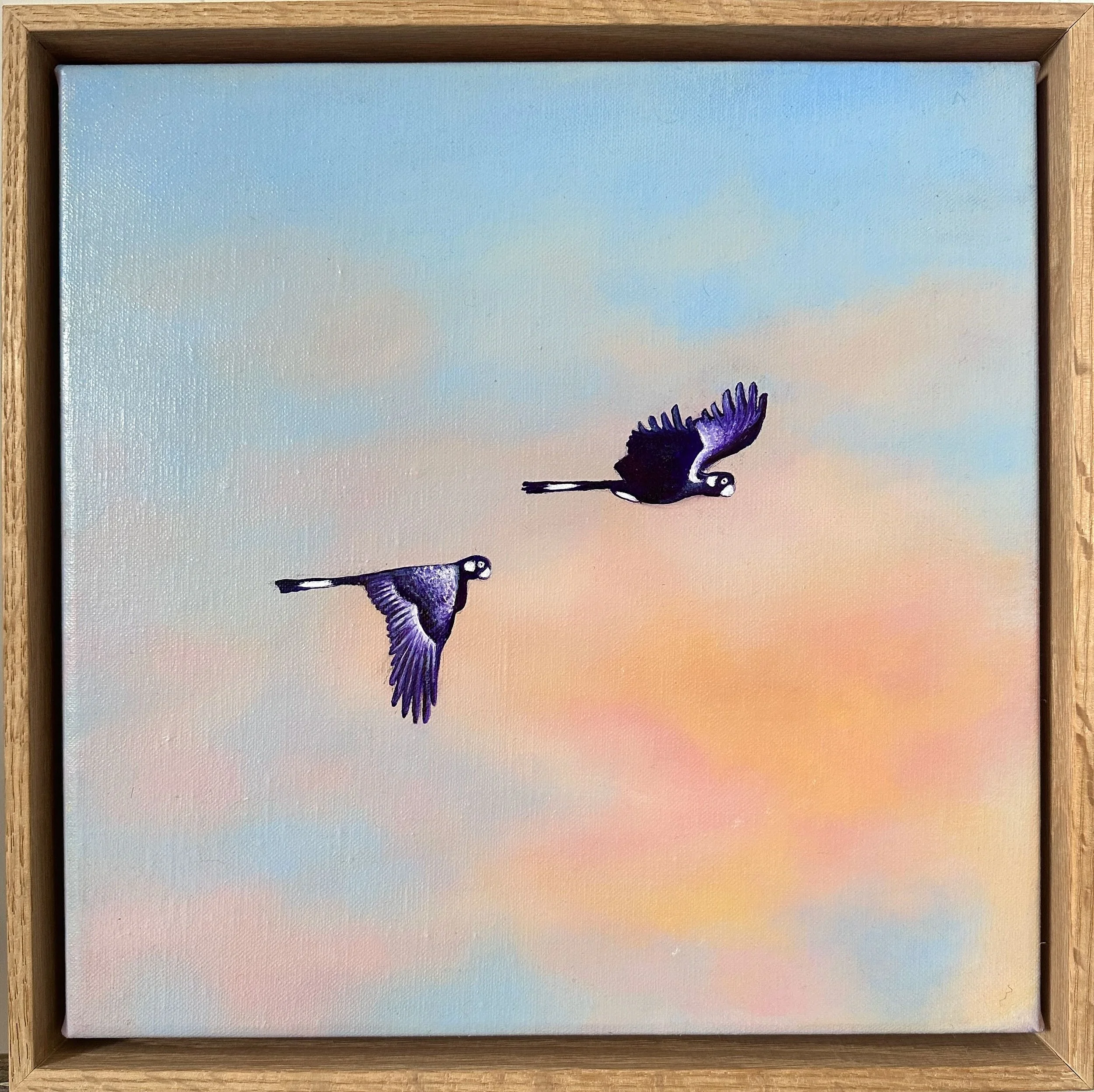 Olivia Shimeld | Black Cockatoos Blackheath 2