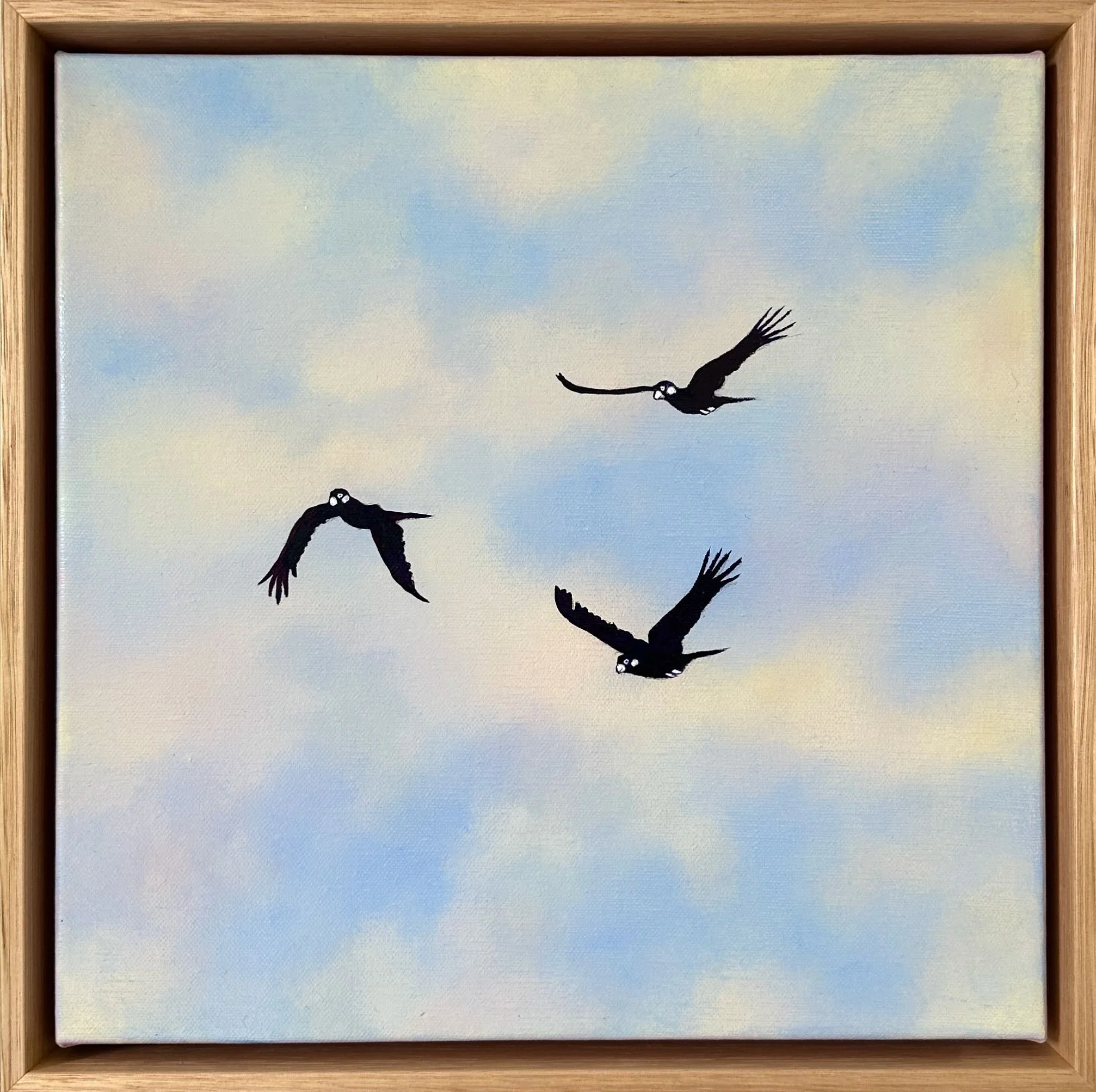 Olivia Shimeld | Black Cockatoos Blackheath 4