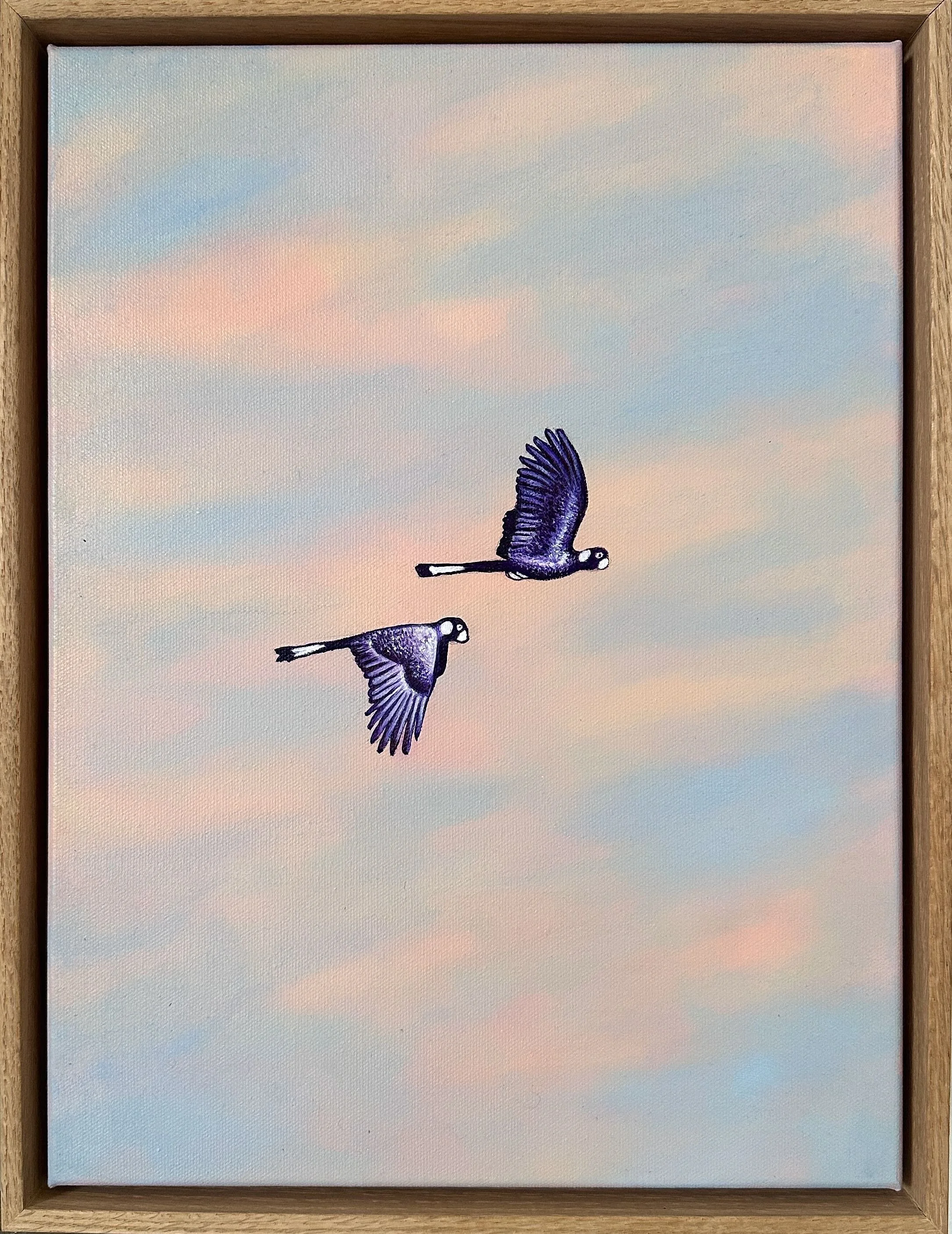 Olivia Shimeld | Black Cockatoos Blackheath 5 | SOLD