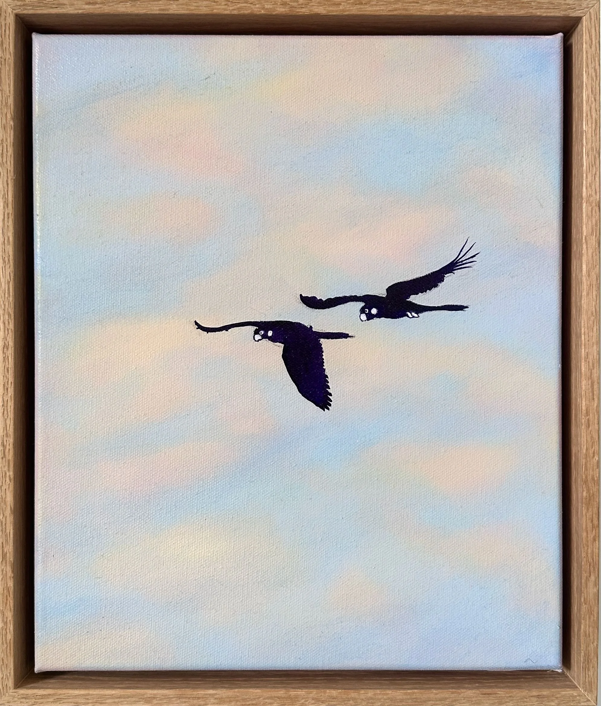 Olivia Shimeld | Black Cockatoos Blackheath 11