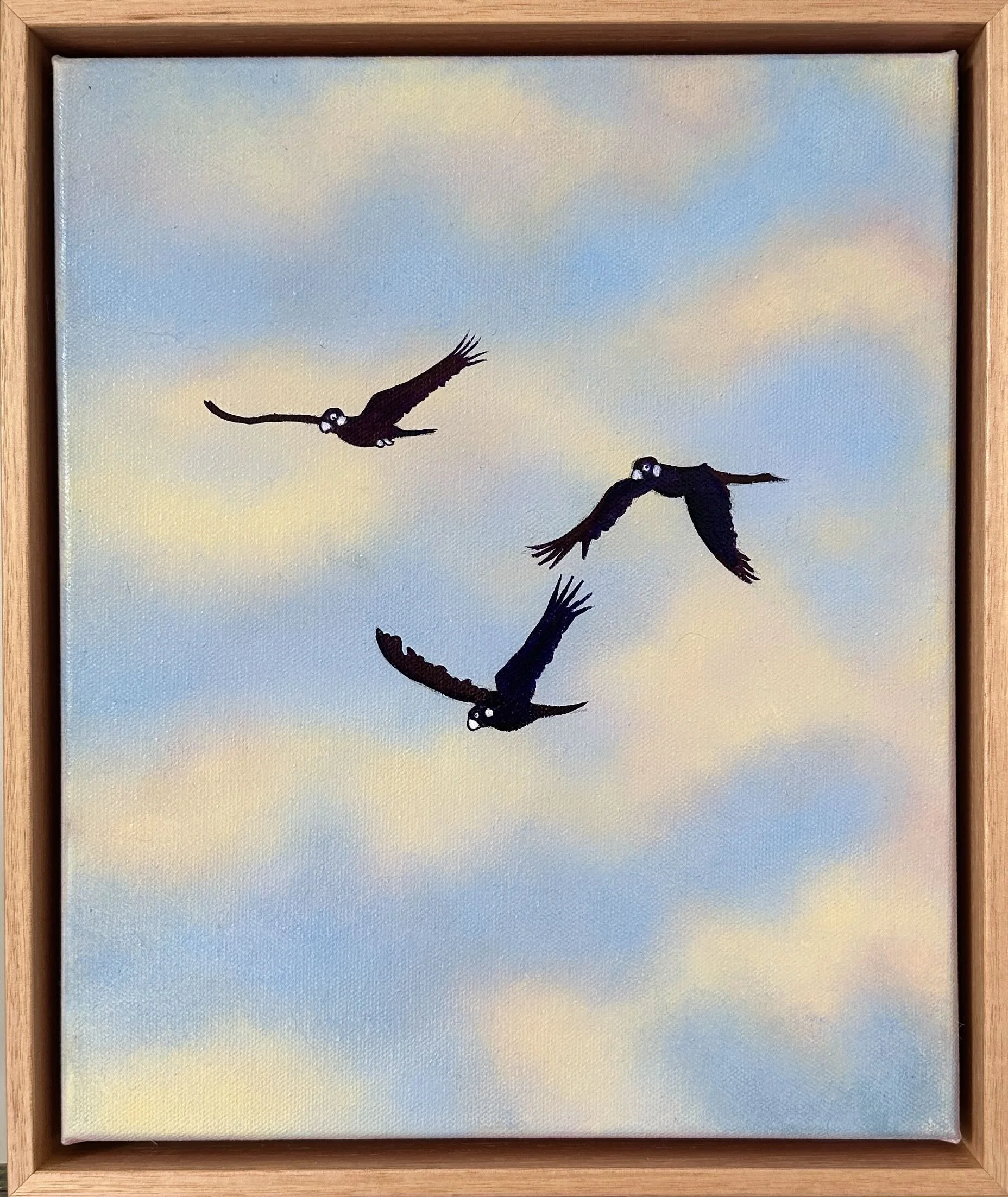 Olivia Shimeld | Black Cockatoos Blackheath 12