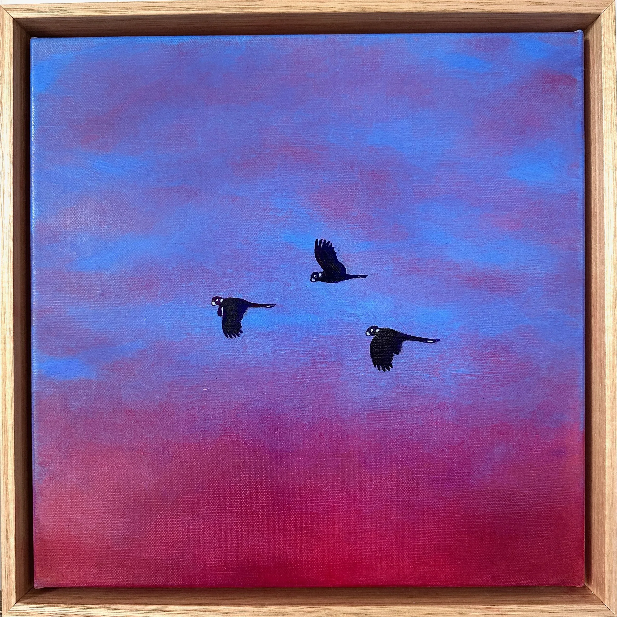 Olivia Shimeld | Kanimbla Black Cockatoos 1
