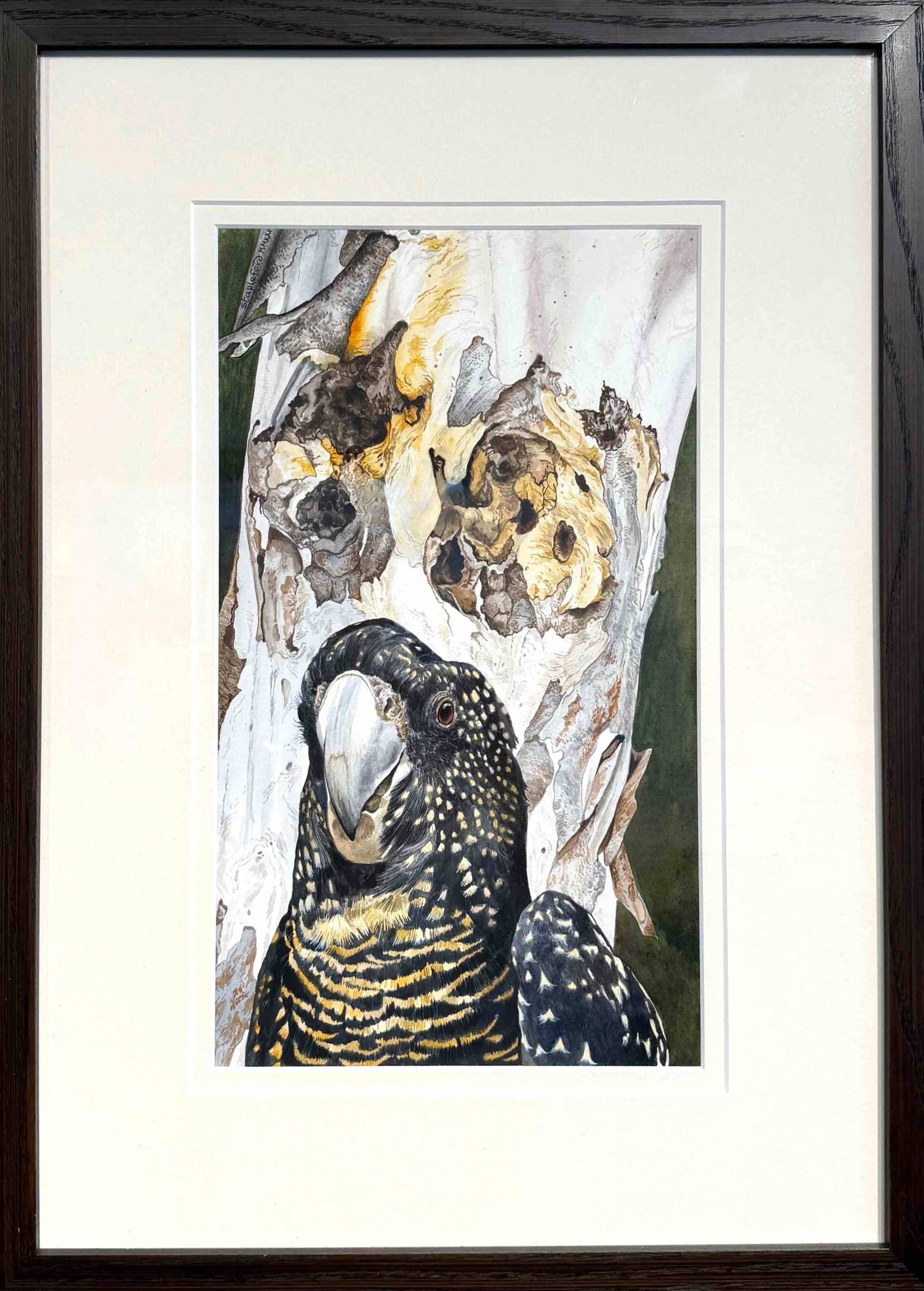 Jane Stapleford | Cockatoo
