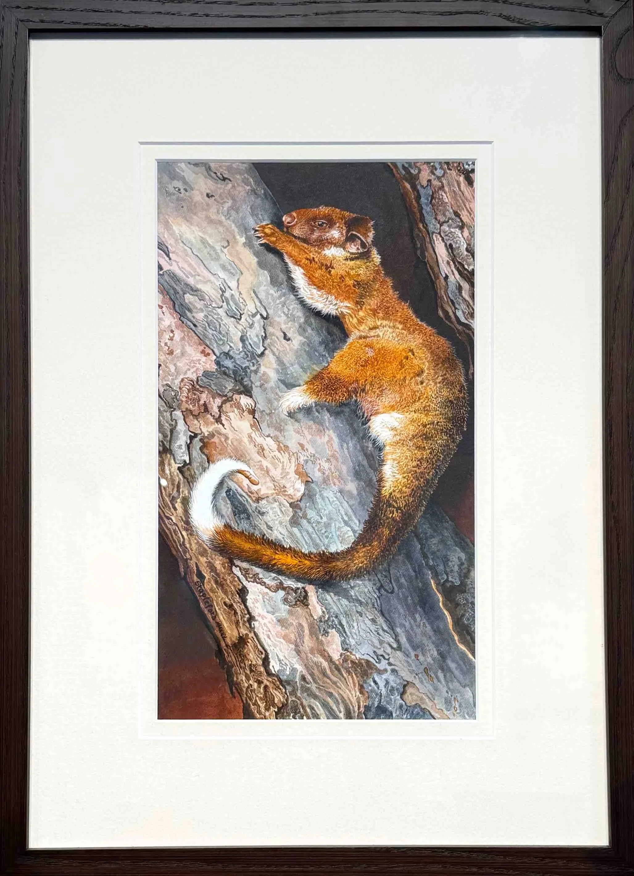 Jane Stapleford | Ring Tailed Possum