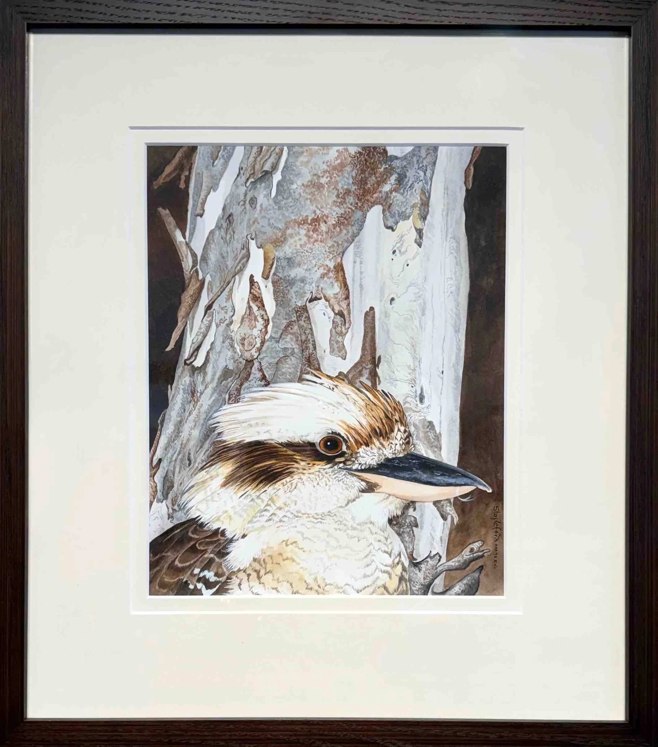 Jane Stapleford | Kookaburra. White Gum