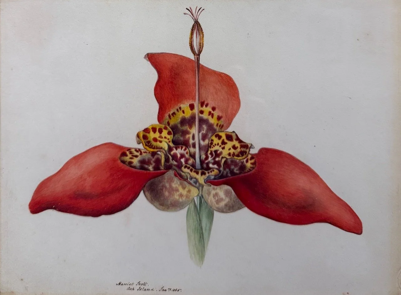 Harriet Scott | Tigridia Pavonia 1865