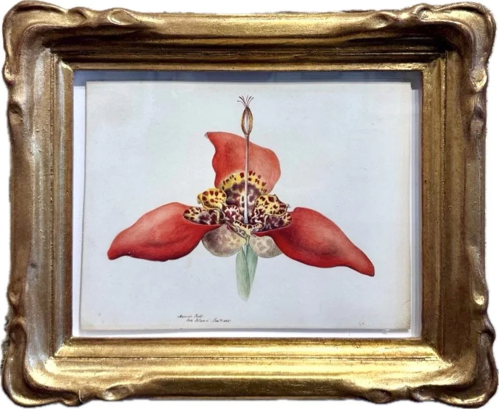 Harriet Scott | Tigridia Pavonia 1865