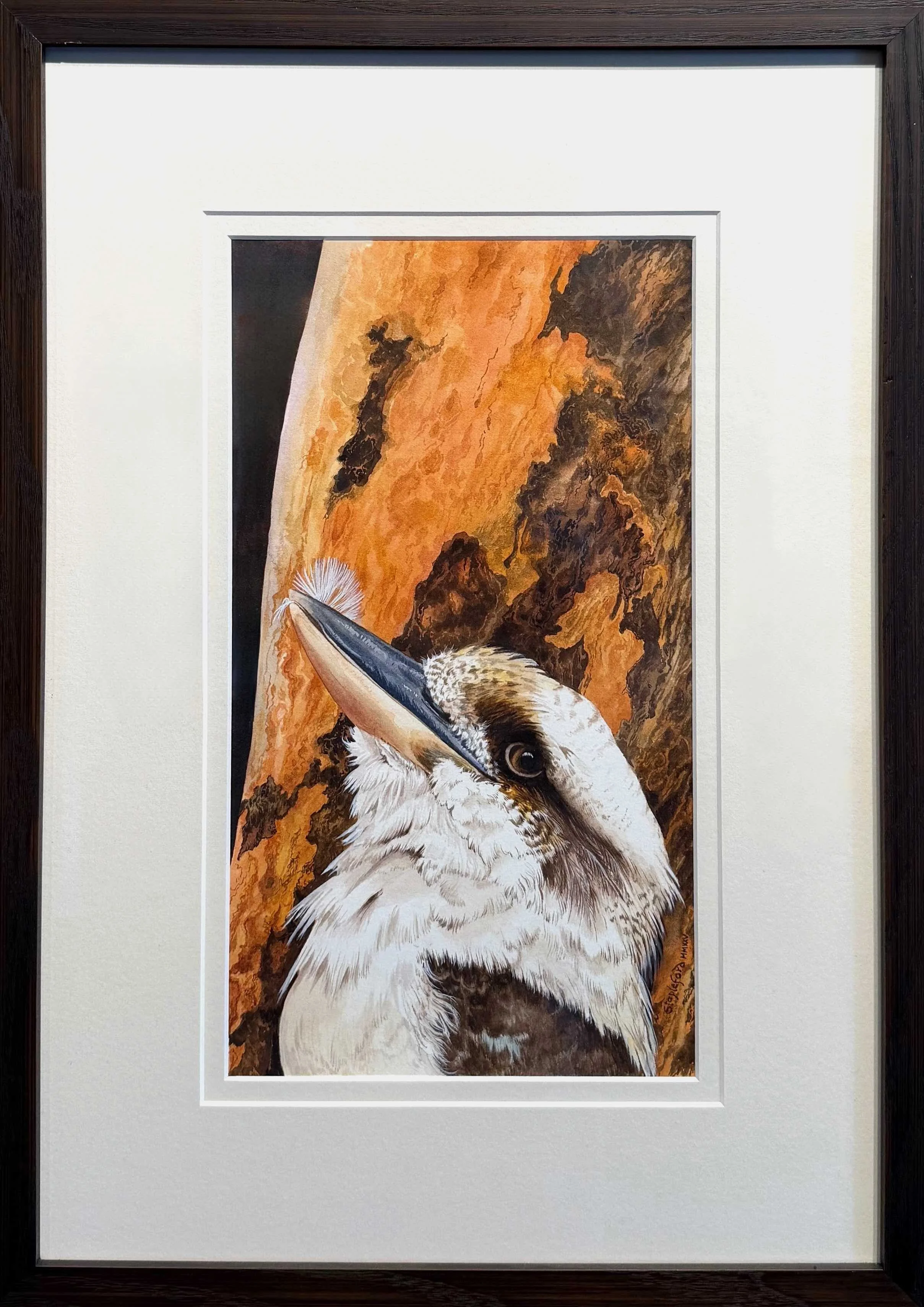 Jane Stapleford | Kookaburra. Red Gum