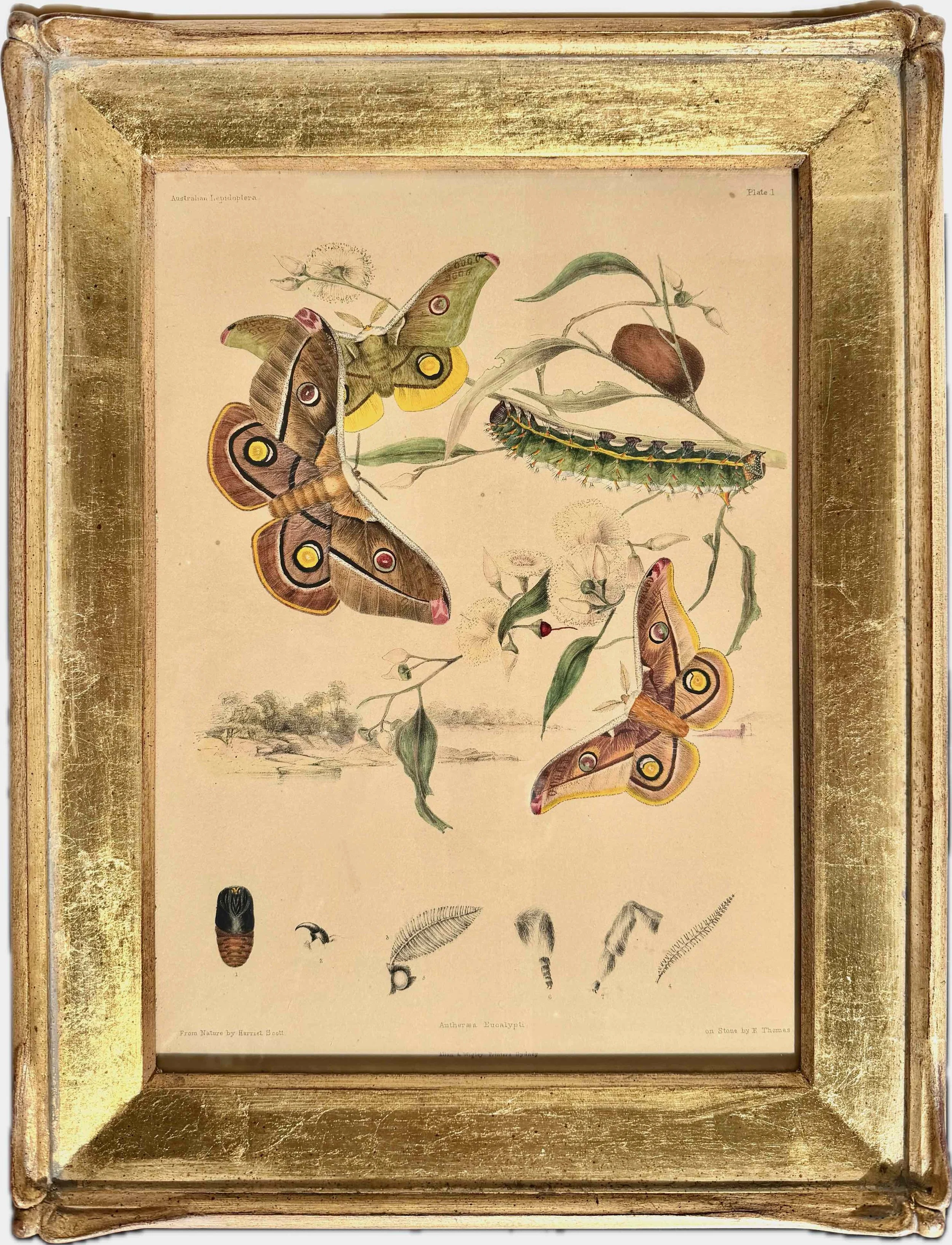 Harriet and Helena Scott | Australian Lepidoptera Plate 1