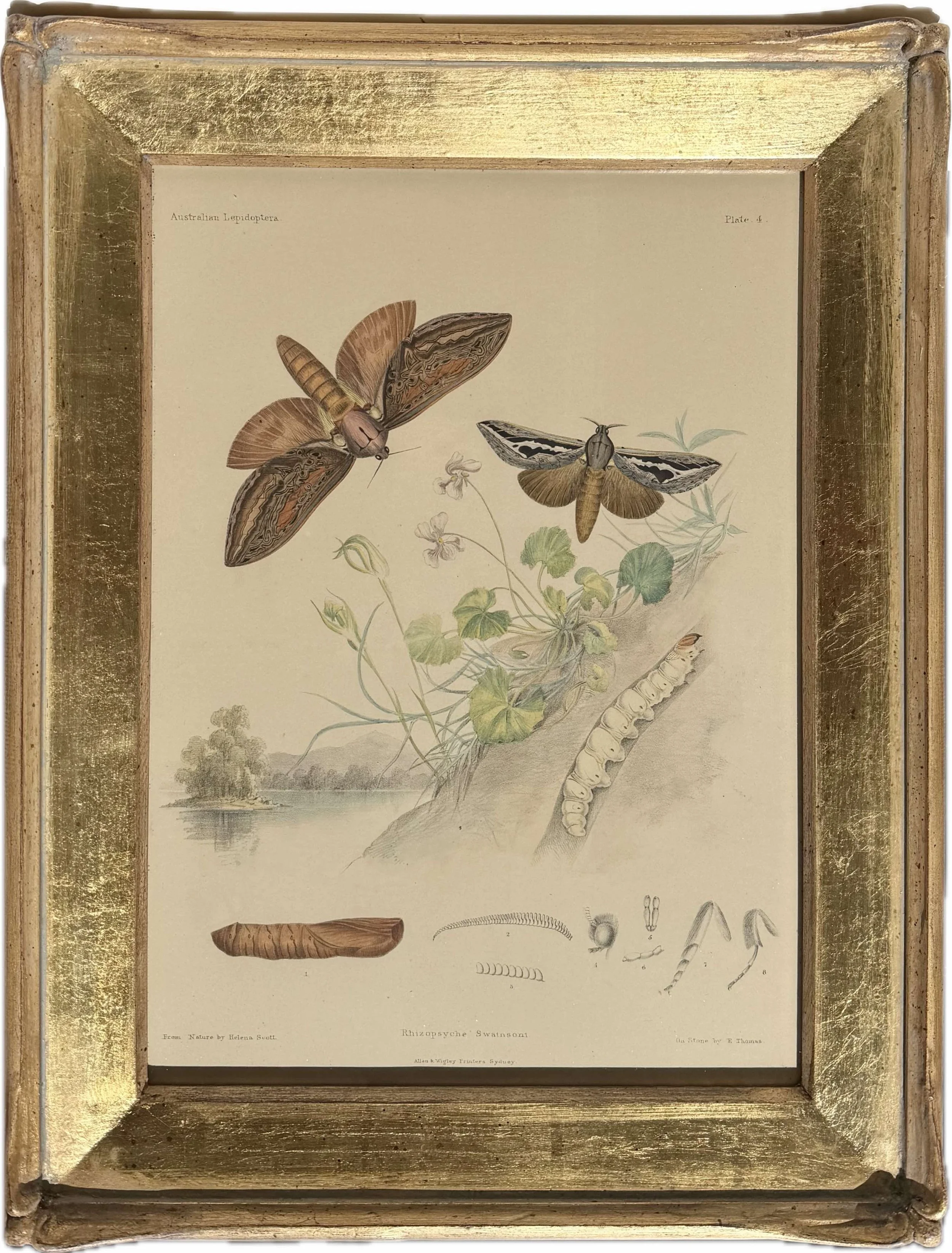 Harriet and Helena Scott | Australian Lepidoptera Plate 4