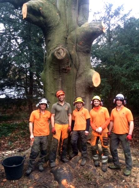 Dismantling a late mature Copper Beech in Wargrave
