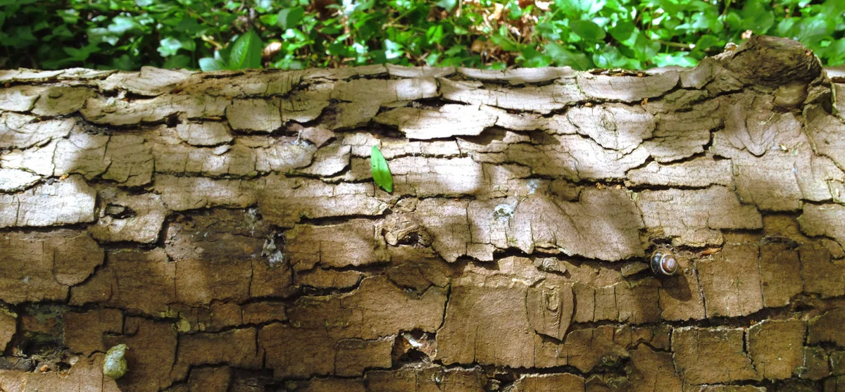footer-dappled-trunk.jpg