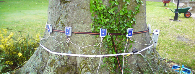 Late-mature tree undergoing Picus Sonic Tomograph testing