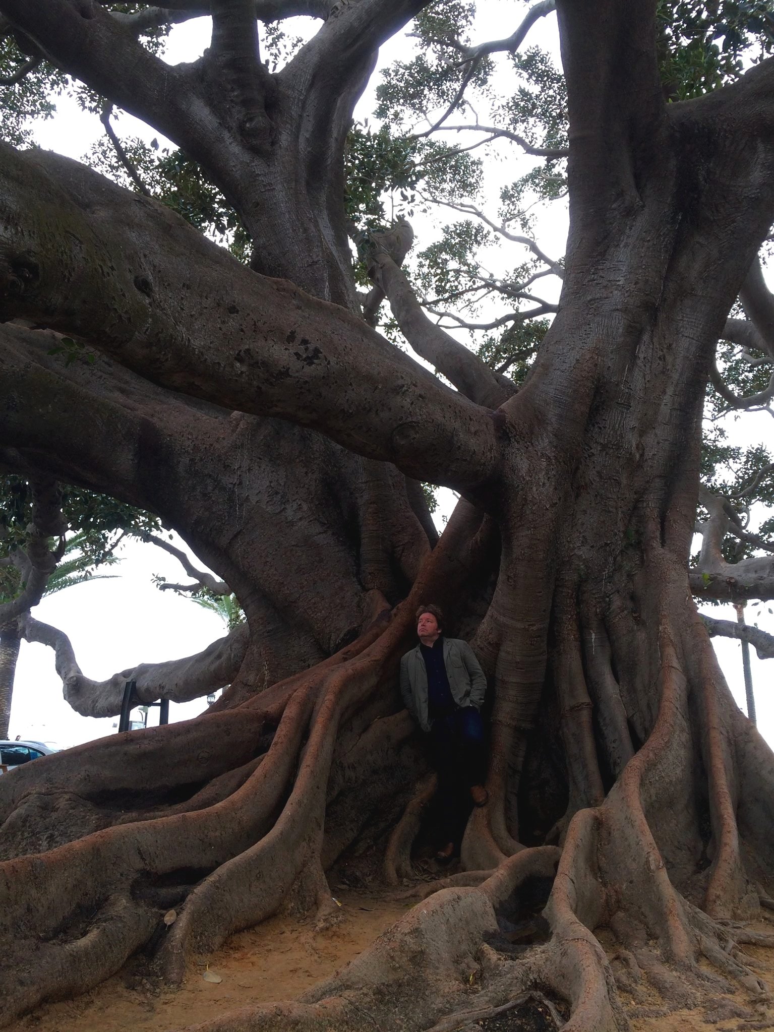Huge Ficus Tree in Cadiz