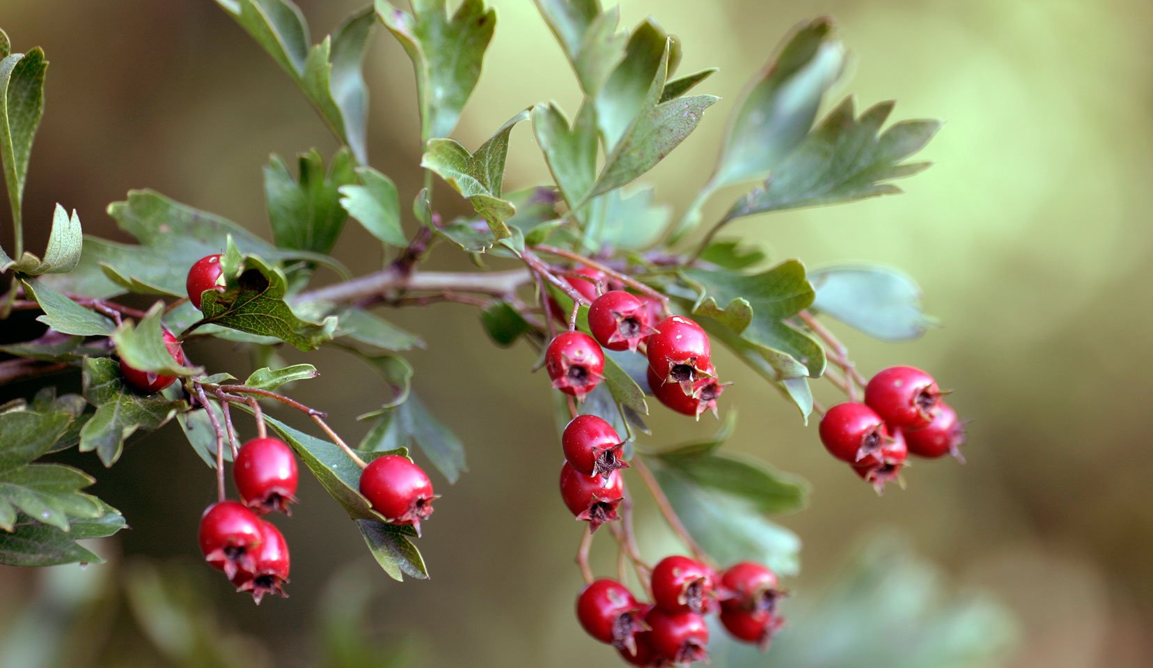 Hawthorn - berries