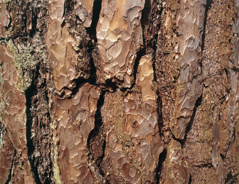 Scots Pine Bark