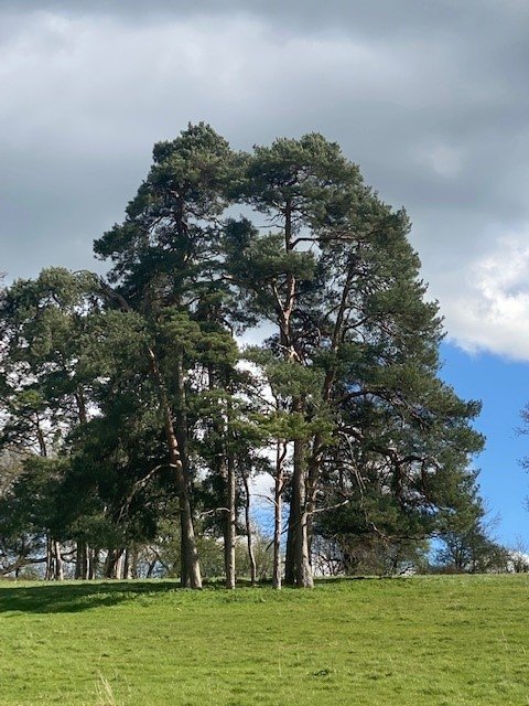 Scots Pine Group