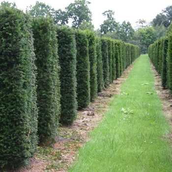 Yew Columns