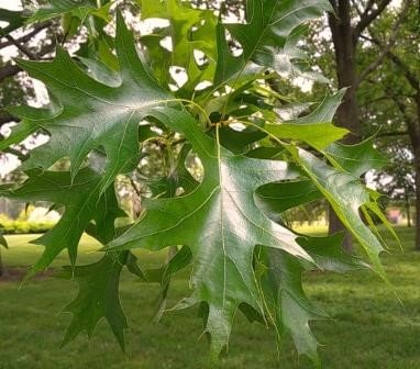 Oak - palustris