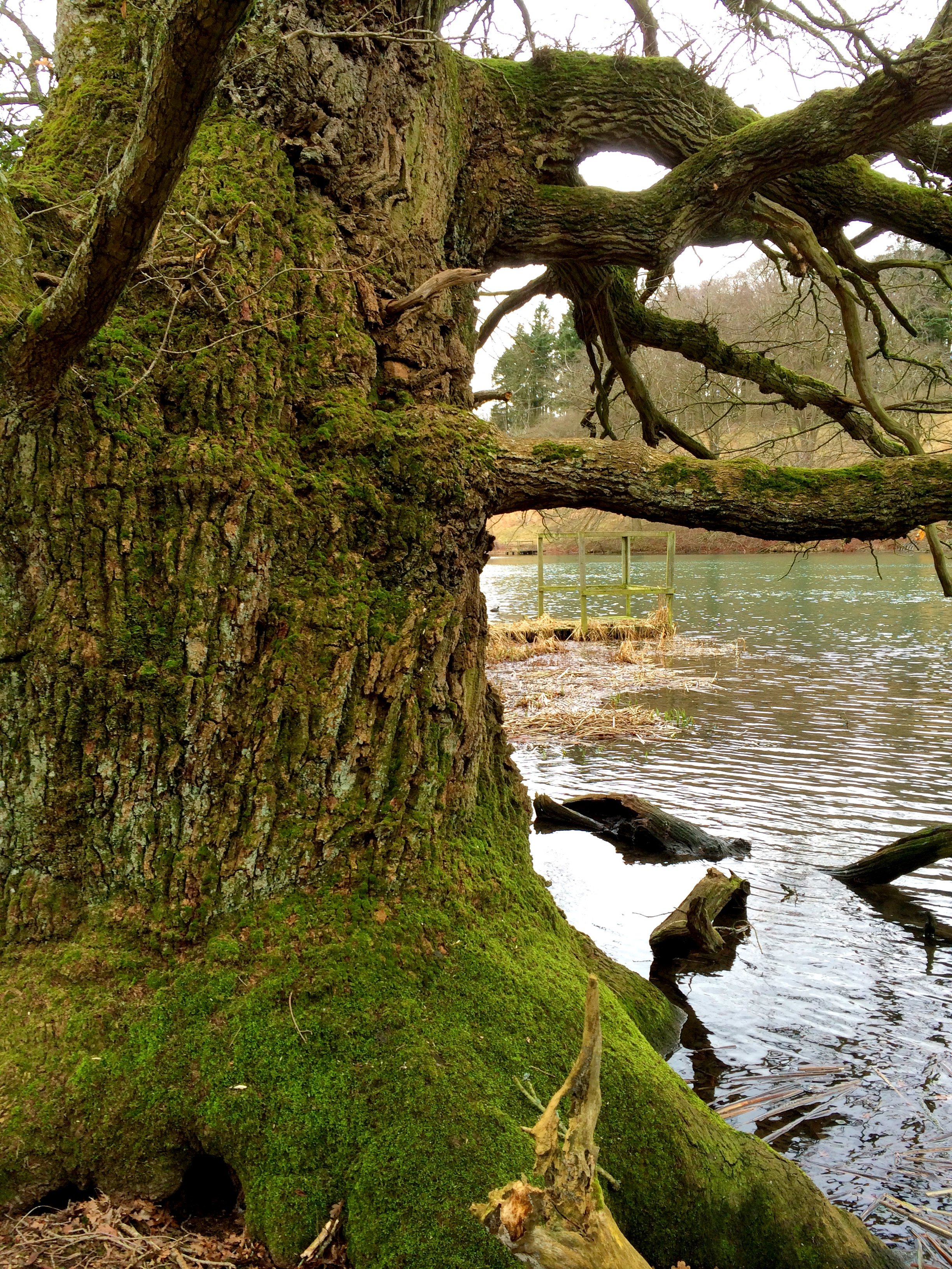Ancient lakeside Oak