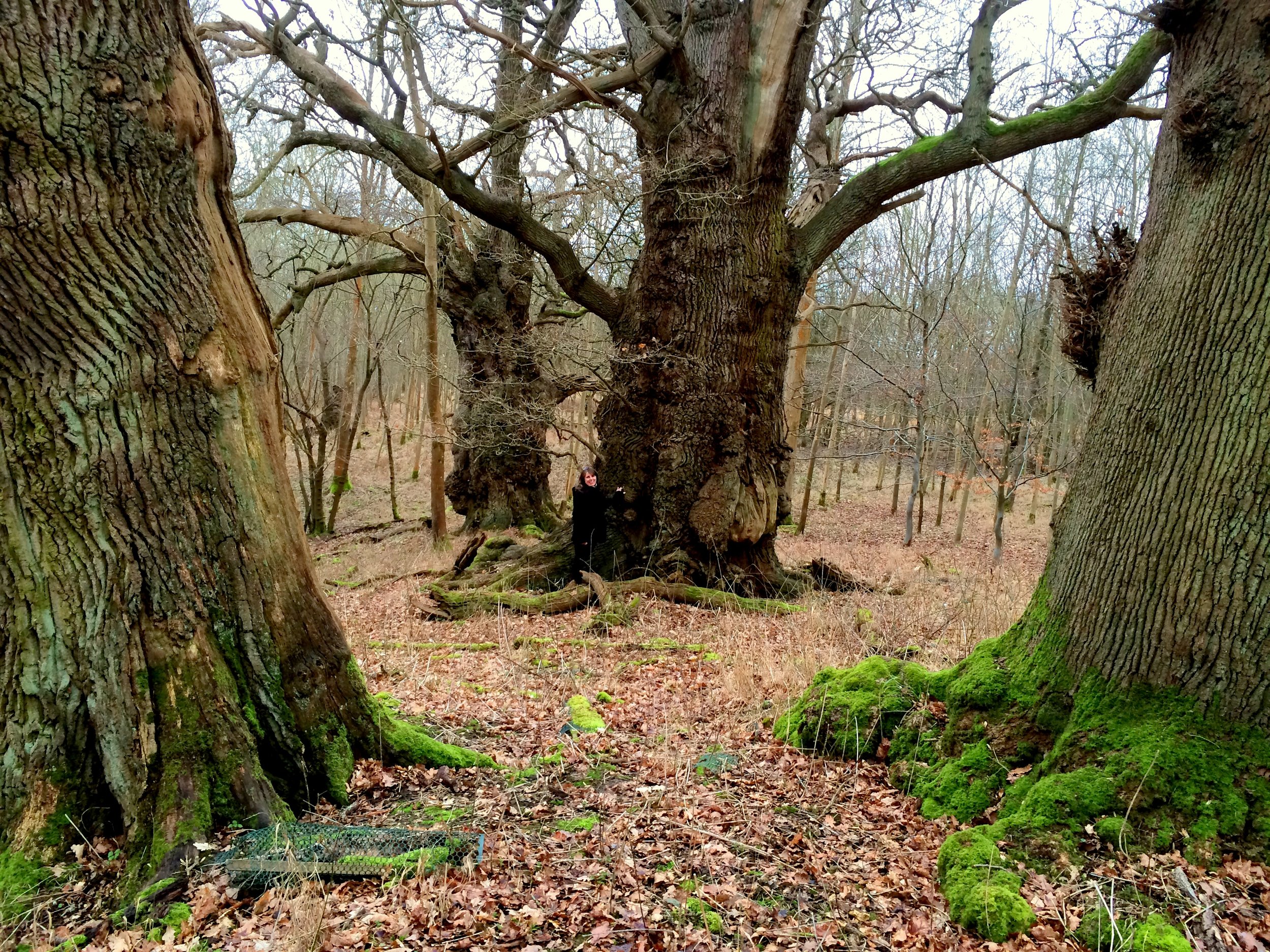 A privilege to visit these grand Oaks