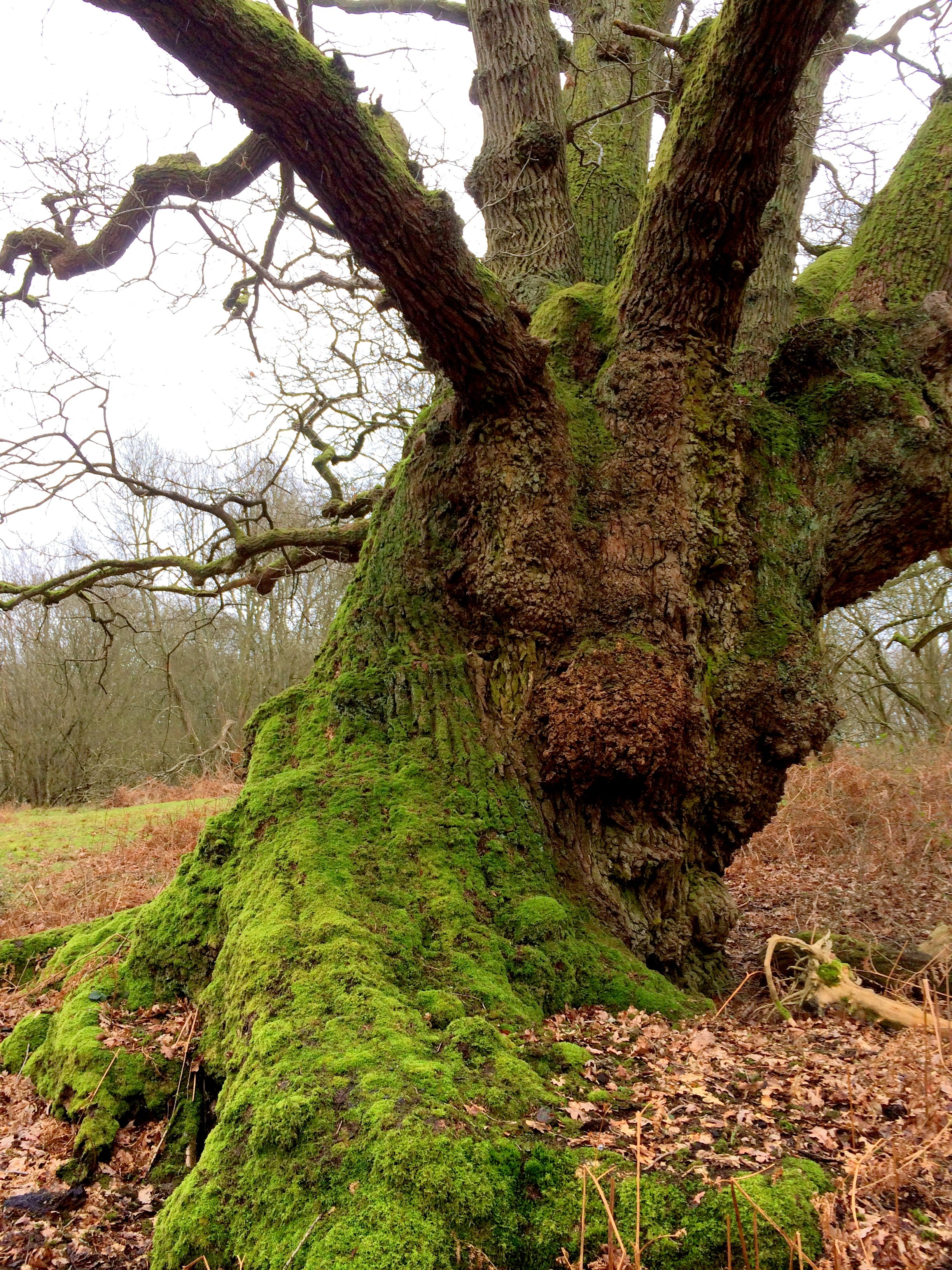 Mossy Oak Buttress