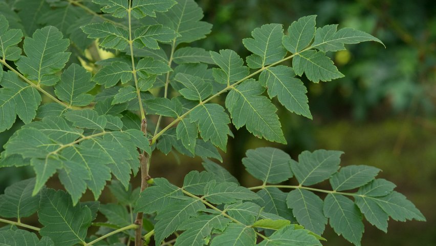 Koelreuteria Pride of India leaves