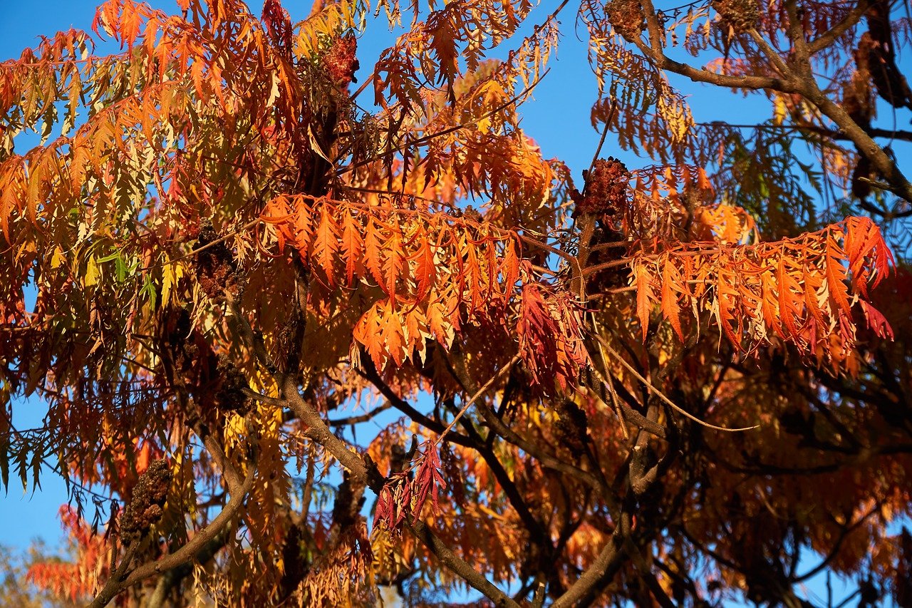 Koelreuteria - autumn colour