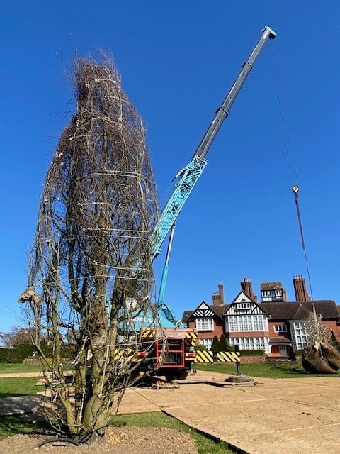 Giant tree planting on a private estate.