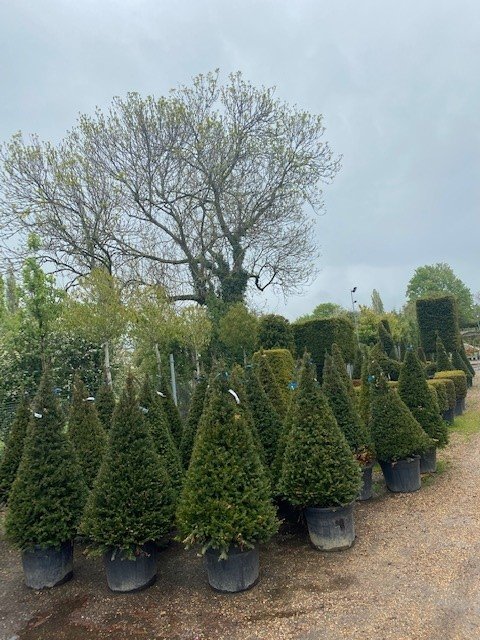 Yew Topiary Cones