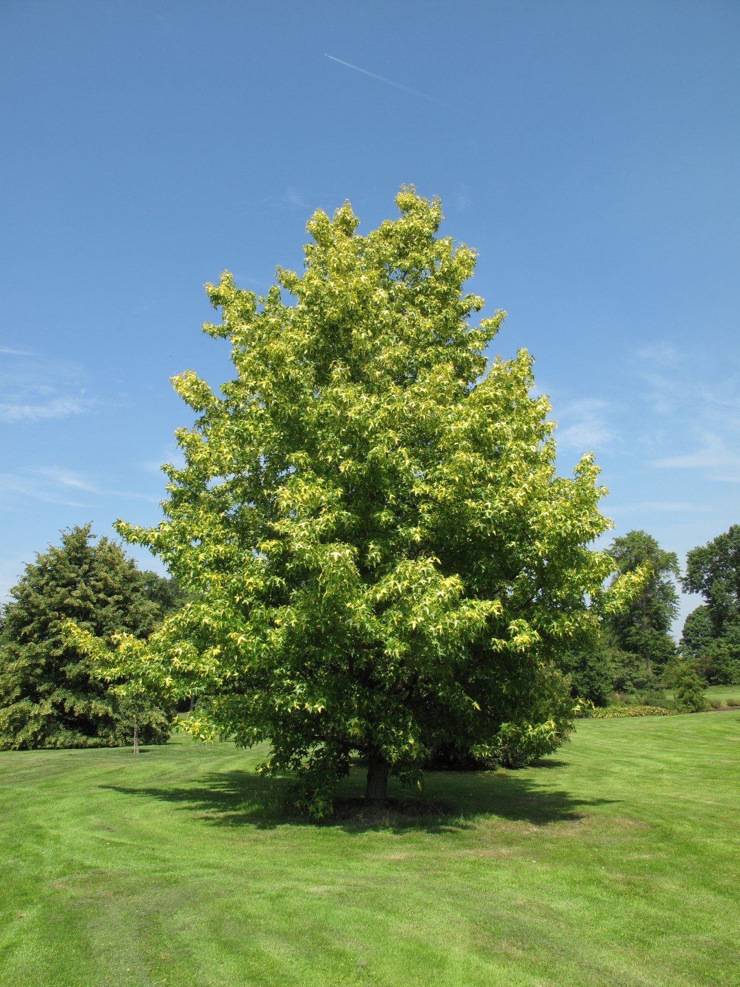 Liquidambar tree