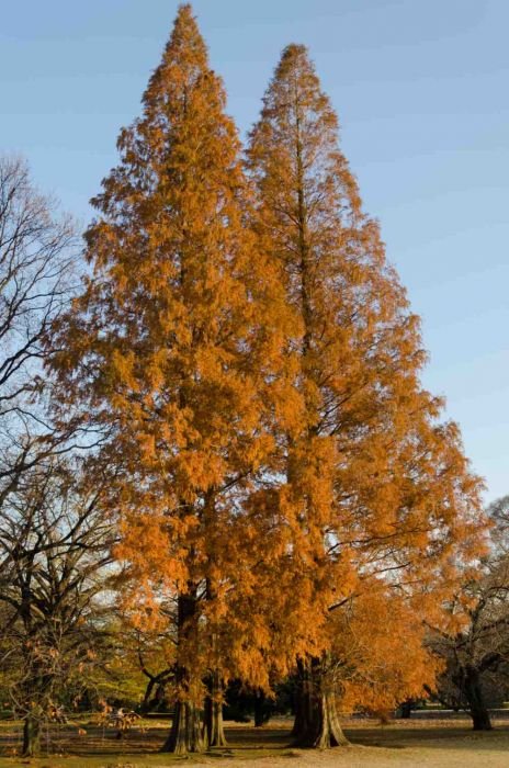 Mestasequoia autumn