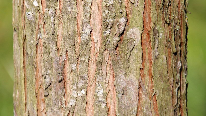 Mestasequoia bark