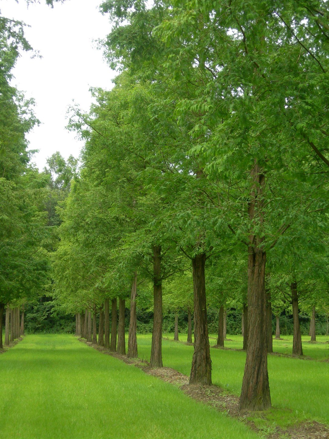 Mestasequoia glyptostroboides