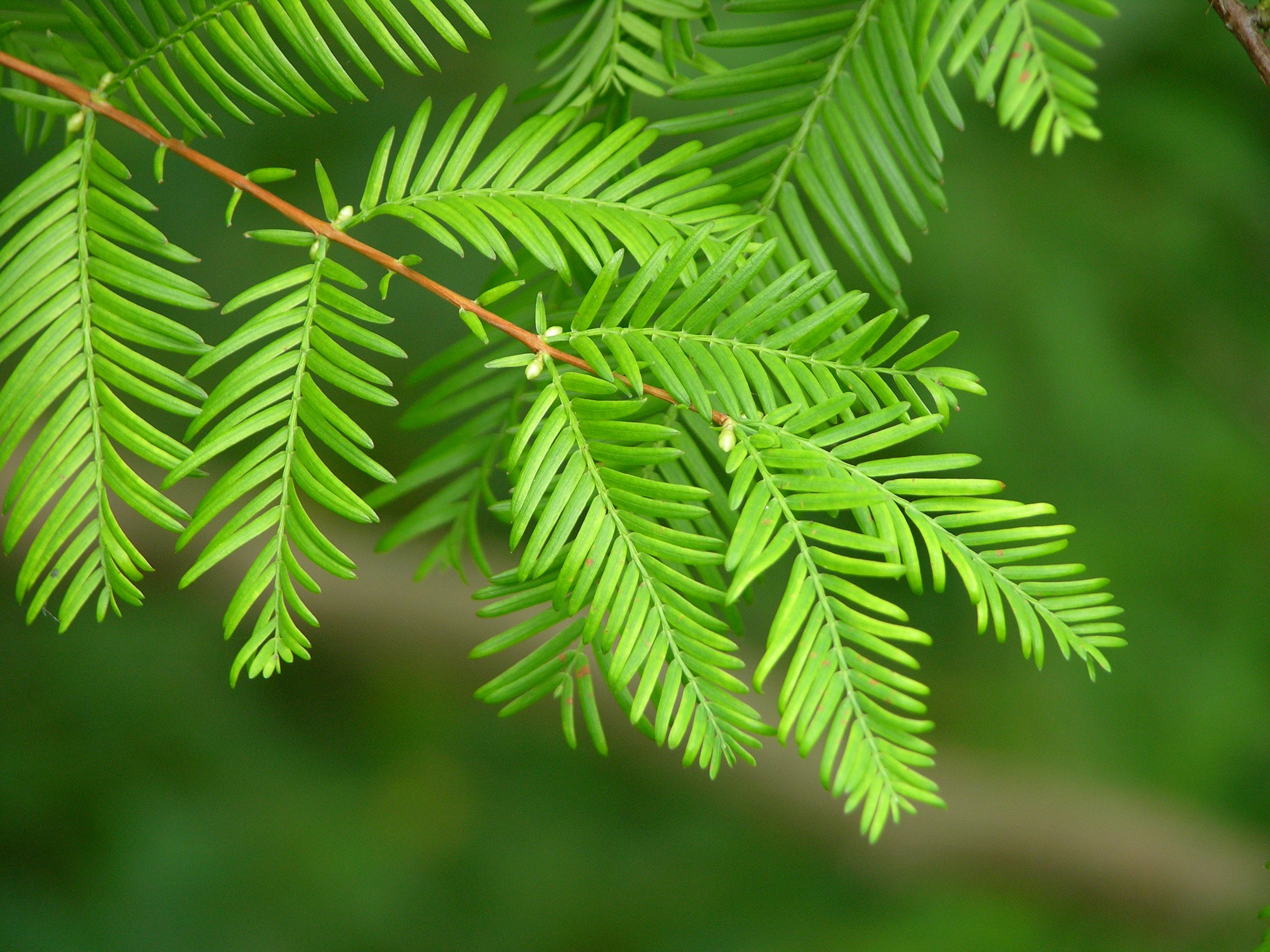 Mestasequoia leaf