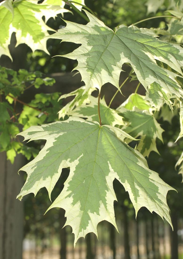 Acer drummondi leaf