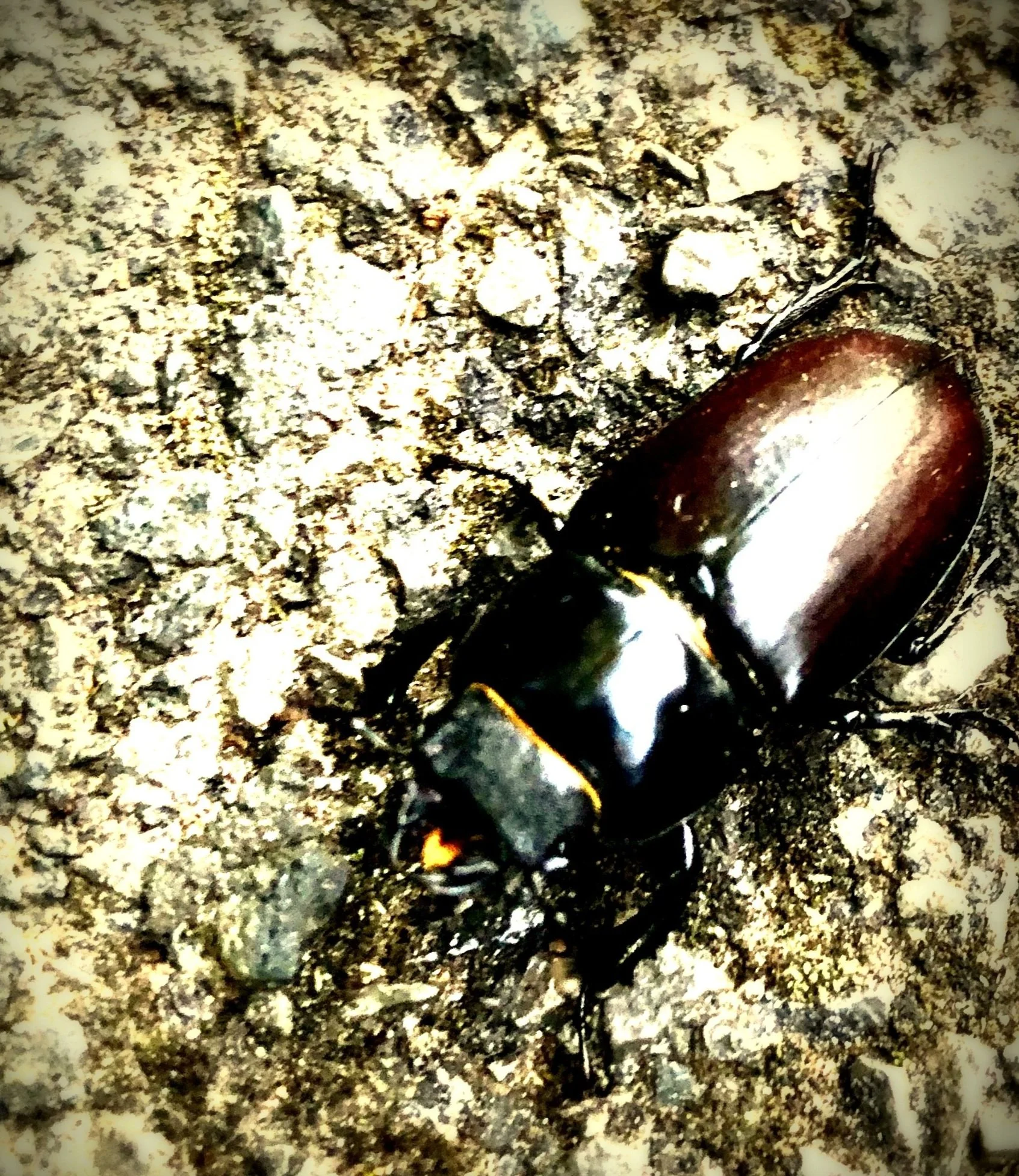 Stag Beetle’s feed on decaying wood so don't pose a risk to living trees or shrubs. The larvae also digest any fungi and other organisms in the wood.