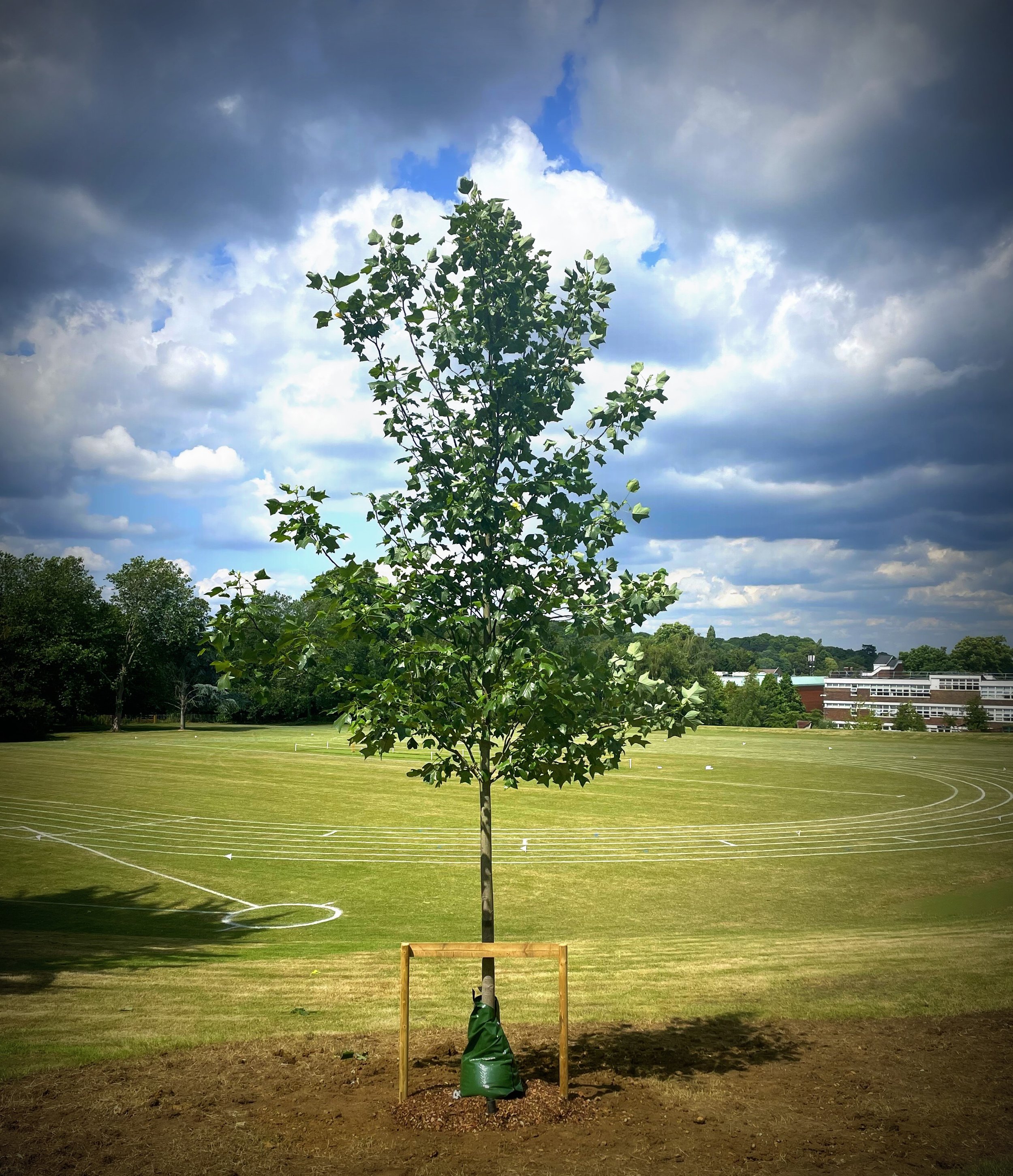 Lime - Croydon School Sport Field 3.jpg