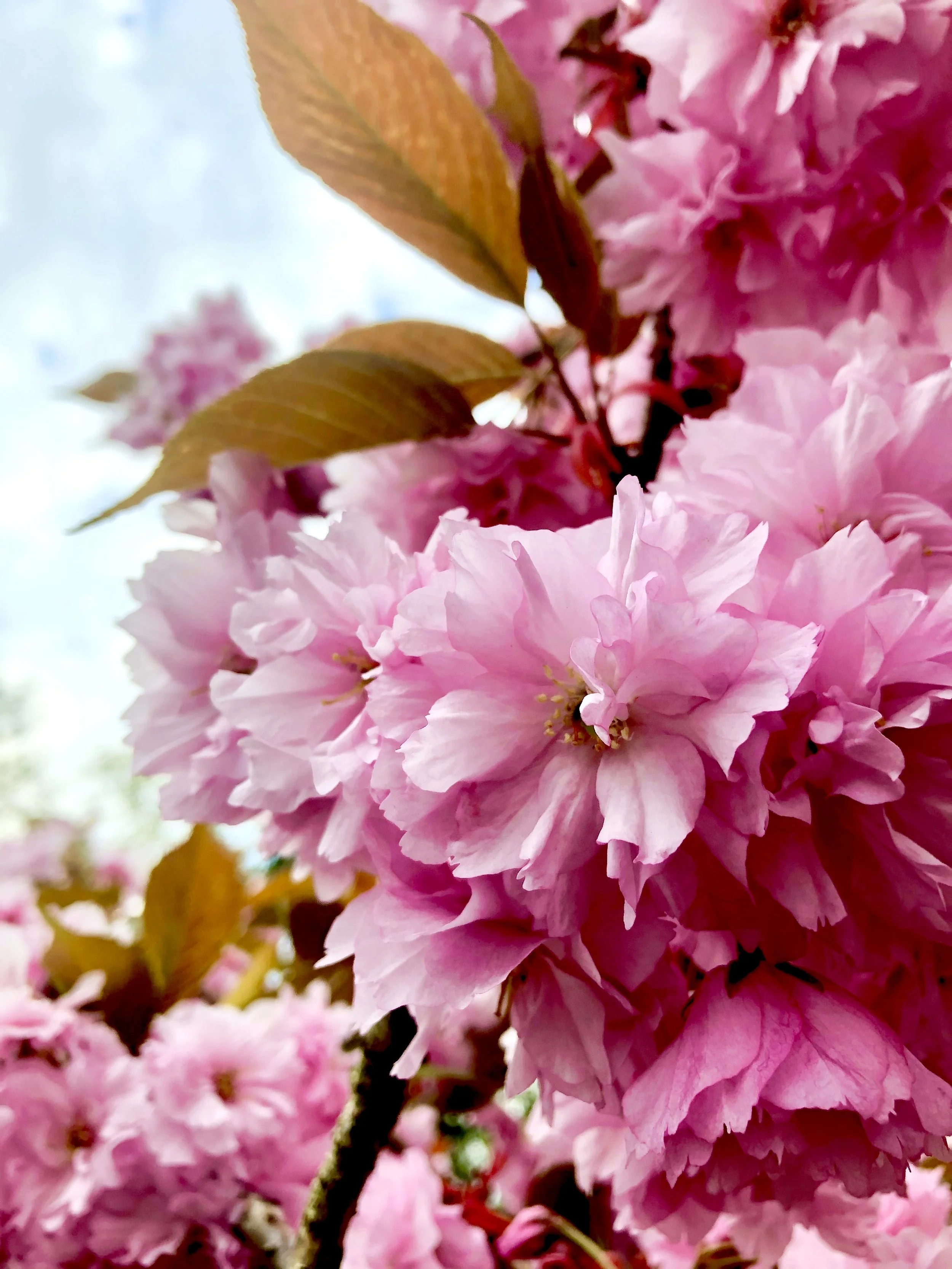 Banner - prunus.jpg