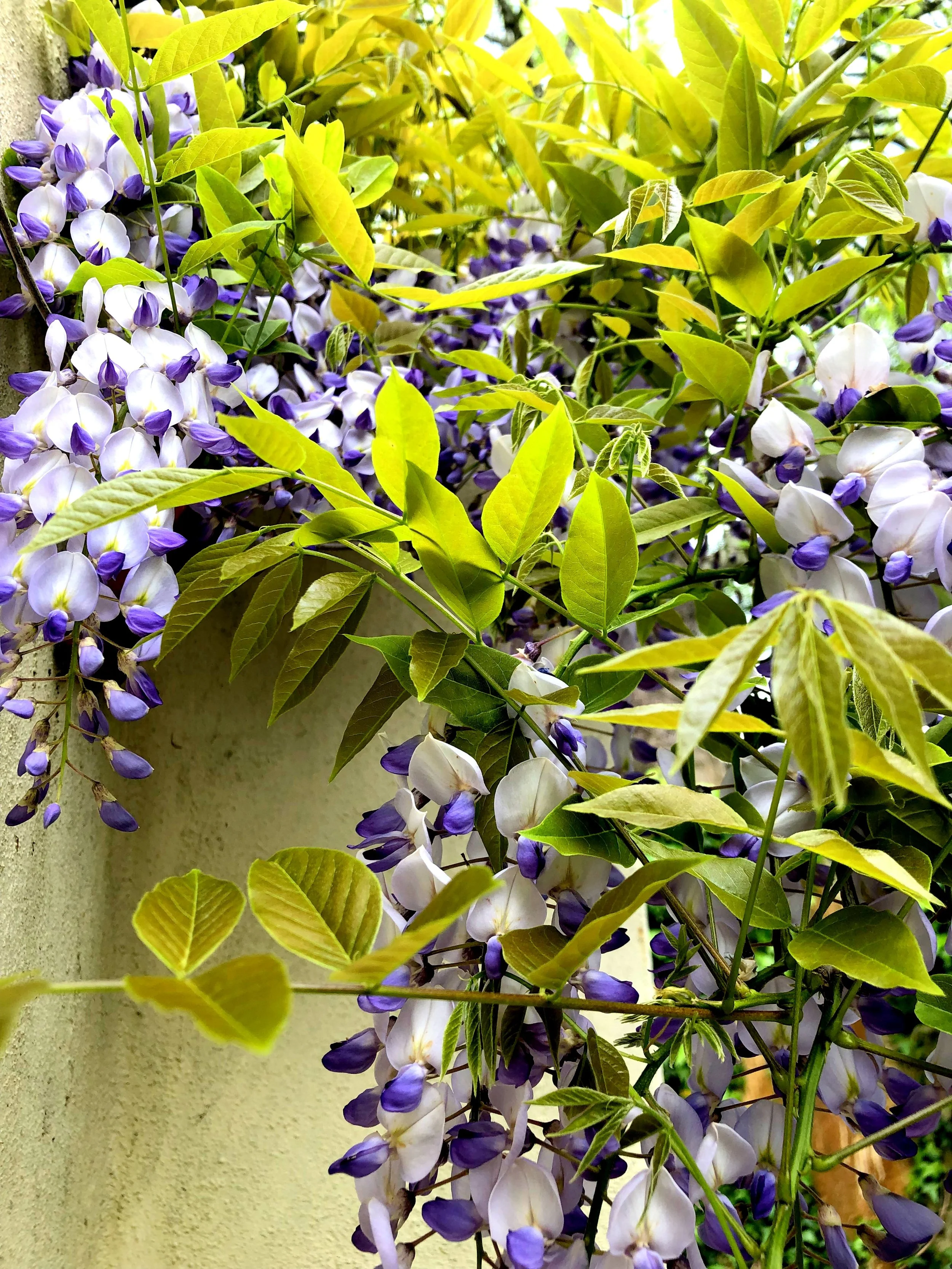 Wisteria fronds