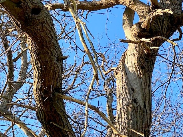 Habitat holes near lose bark