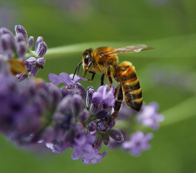 Bee on Lavender.jpg