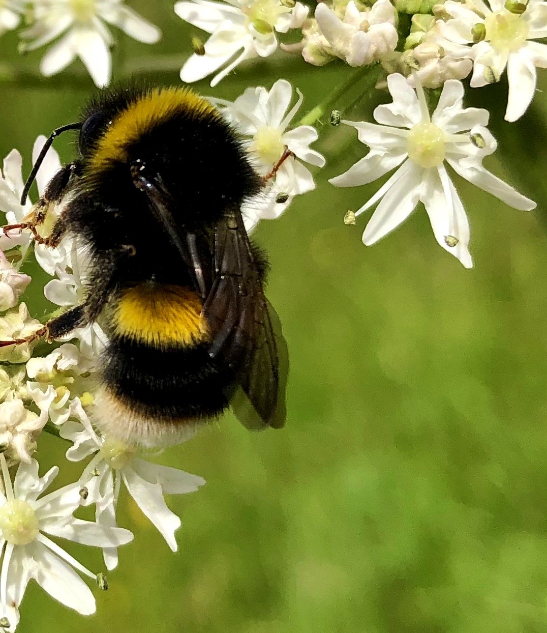 Bee-white-blossom.jpg