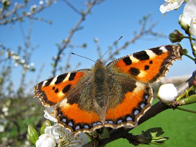 PP-Butterfly on blossom.jpg