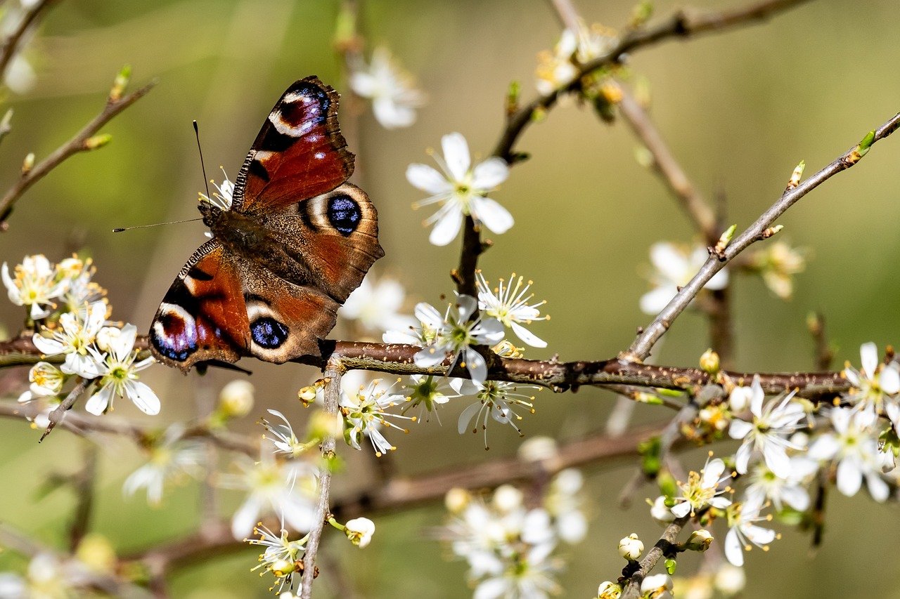 PP-butterfly in Prunus.jpg